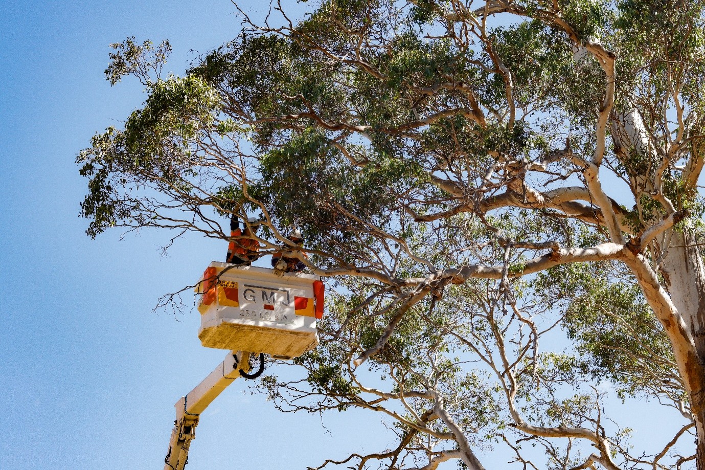 Crew working from an elevated work platform in a eucalyptus canopy