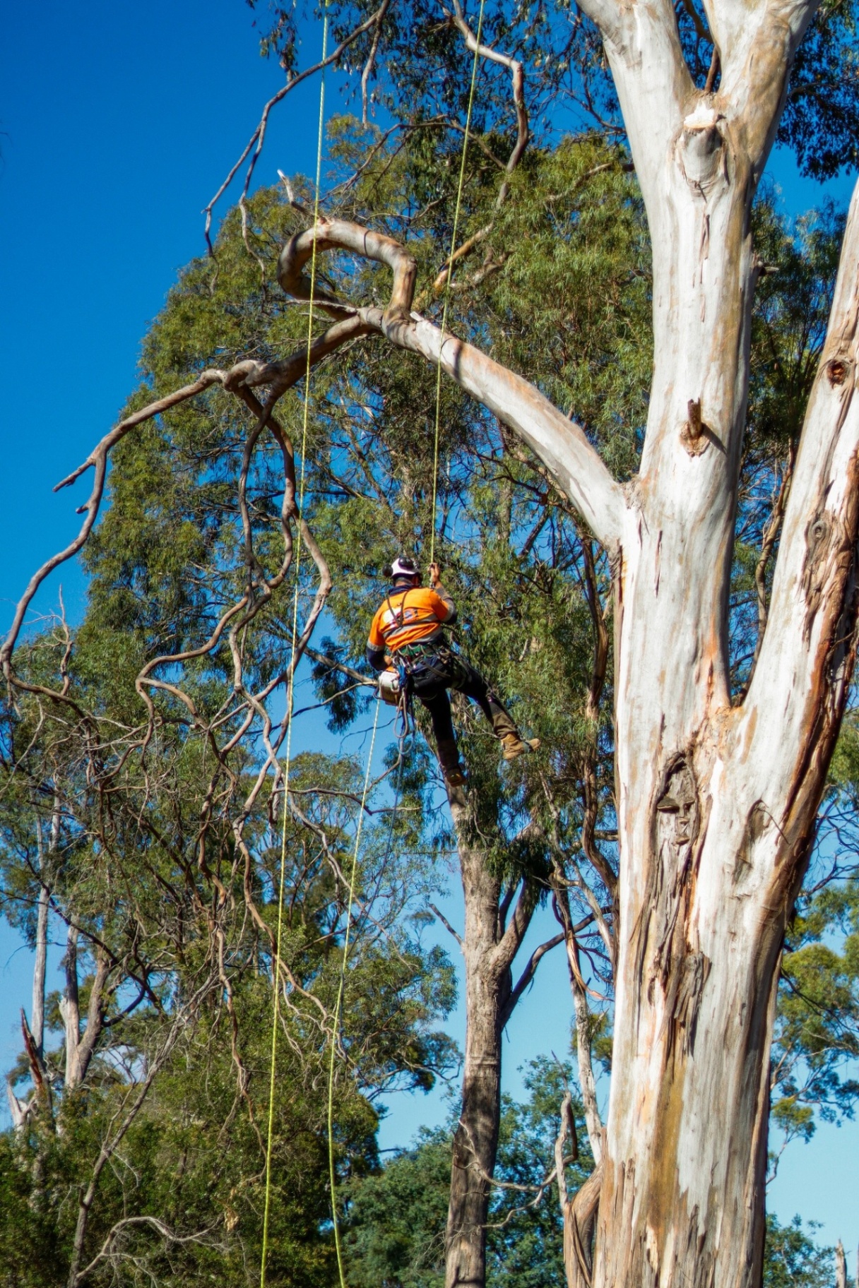 Arborist climbing a tall eucalyptus for vegetation management